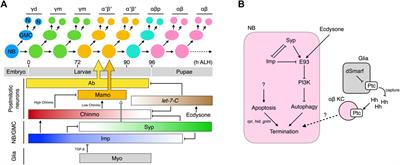 The making of the Drosophila mushroom body